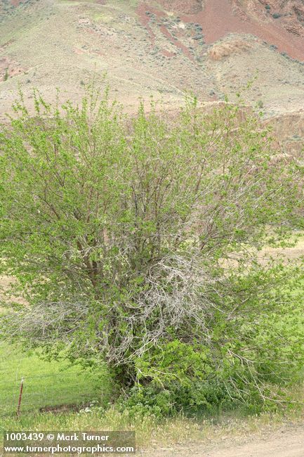 Celtis laevigata var. reticulata