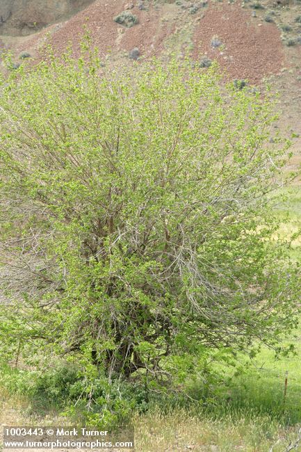 Celtis laevigata var. reticulata