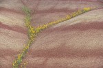 Golden Bee Plant & John Day's Pincushion in folds of Painted Hills