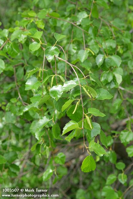 Betula occidentalis