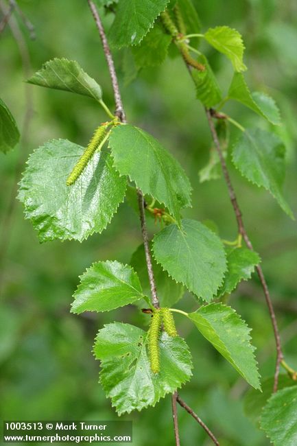 Betula occidentalis