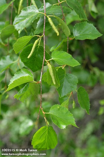 Betula occidentalis