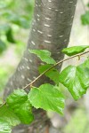 Water Birch foliage w/ trunk soft bkgnd