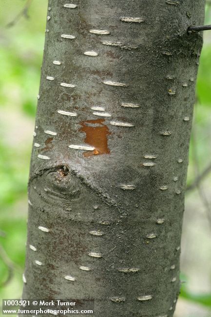 Betula occidentalis