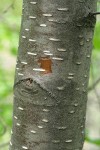 Water Birch bark