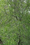 Water Birch
