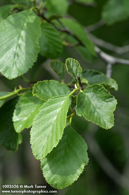 Alnus rhombifolia