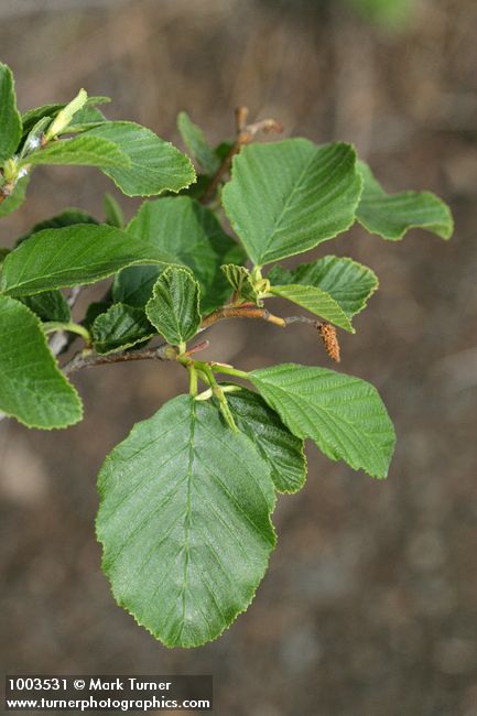 Alnus rhombifolia