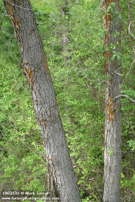 Alnus rhombifolia