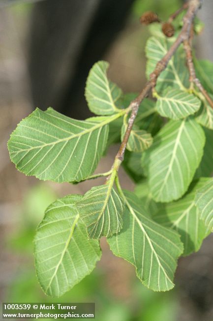 Alnus rhombifolia