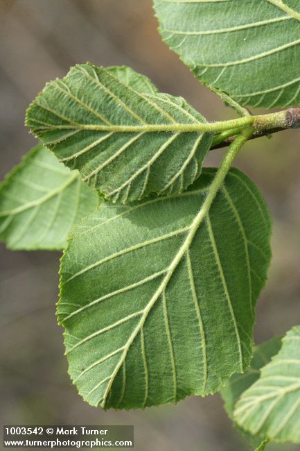 Alnus rhombifolia