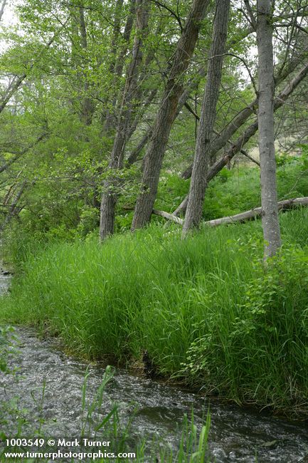 Alnus rhombifolia