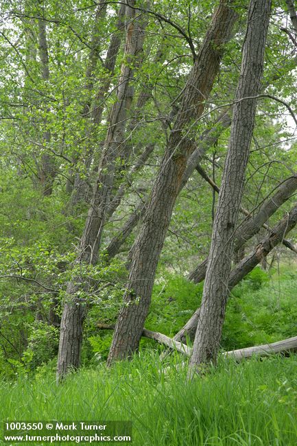 Alnus rhombifolia