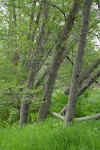 White Alder trunks among grasses near creek