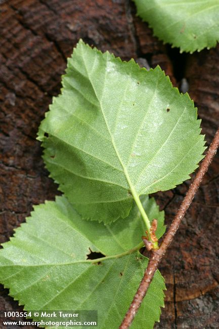 Betula occidentalis