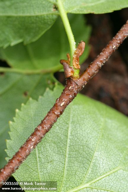 Betula occidentalis