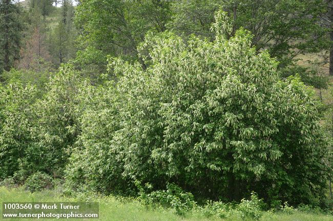 Prunus virginiana