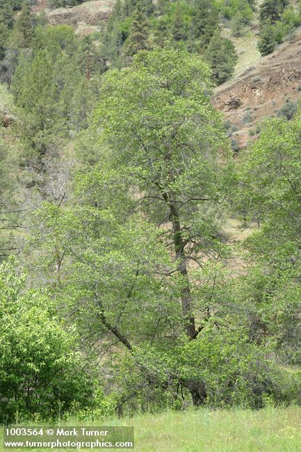 Alnus rhombifolia