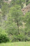 White Alder