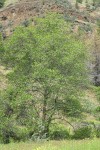 White Alder