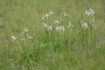 Rocky Mountain Iris