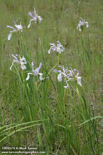 Iris missouriensis