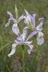 Rocky Mountain Iris blossoms