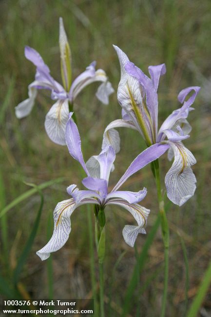 Iris missouriensis