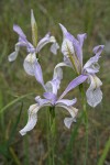 Rocky Mountain Iris blossoms