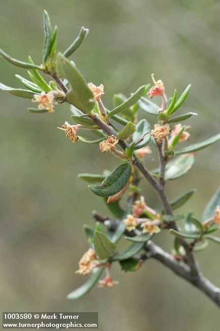 Cercocarpus ledifolius