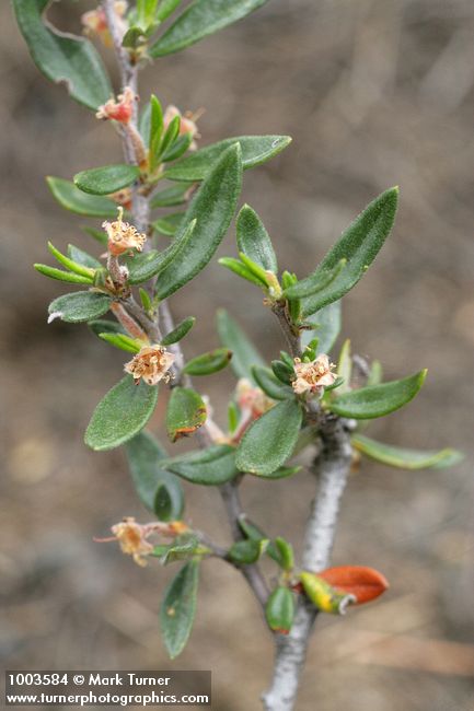 Cercocarpus ledifolius