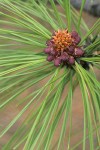 Ponderosa Pine needles & male cones detail