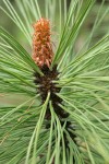 Ponderosa Pine needles & foliage bud