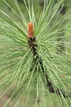 Ponderosa Pine needles & foliage bud