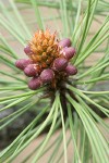 Ponderosa Pine needles & male cones detail