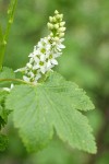 Western Black Currant blossoms & foliage detail