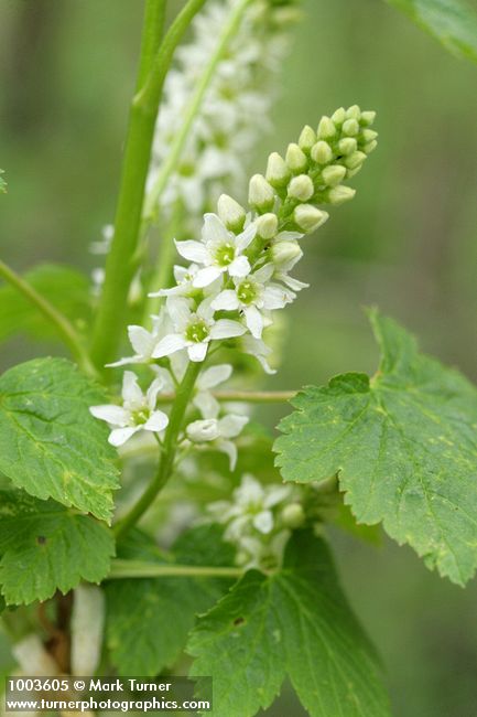 Ribes hudsonianum var. petiolare