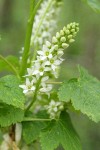 Western Black Currant blossoms & foliage detail