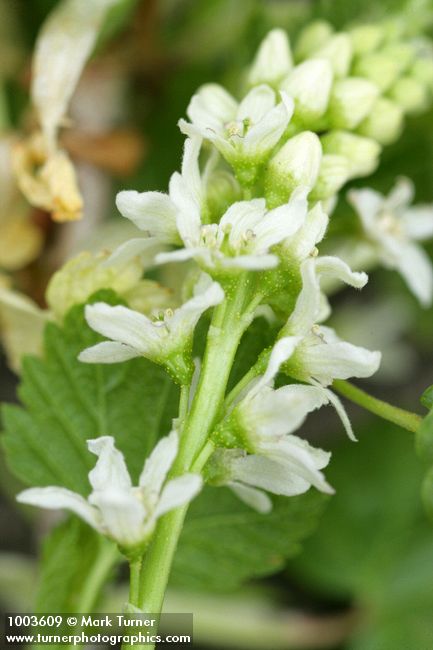 Ribes hudsonianum var. petiolare