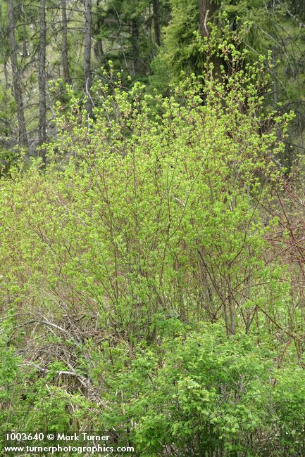 Salix prolixa