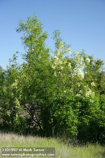 Fraxinus dipetala