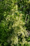 Two Petaled Ash blossoms & foliage