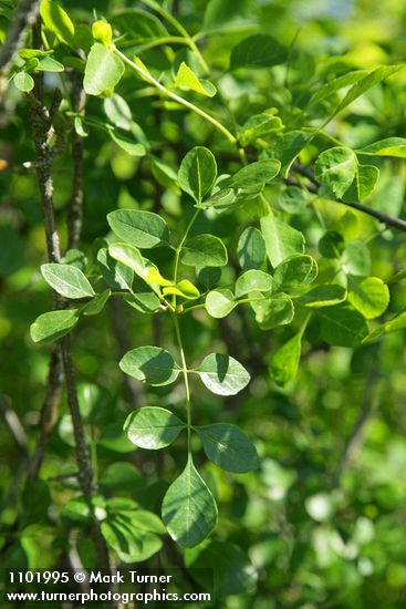 Fraxinus dipetala