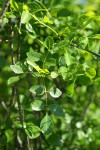 Two Petaled Ash foliage detail