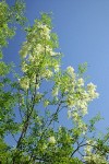 Two Petaled Ash against blue sky