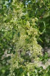 Two Petaled Ash blossoms & foliage