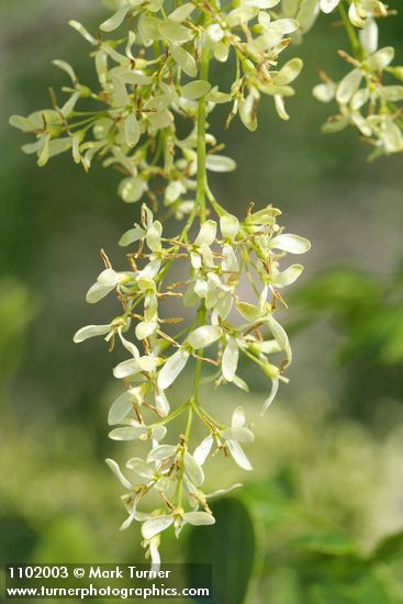 Fraxinus dipetala