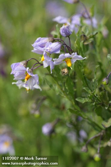 Solanum umbelliferum