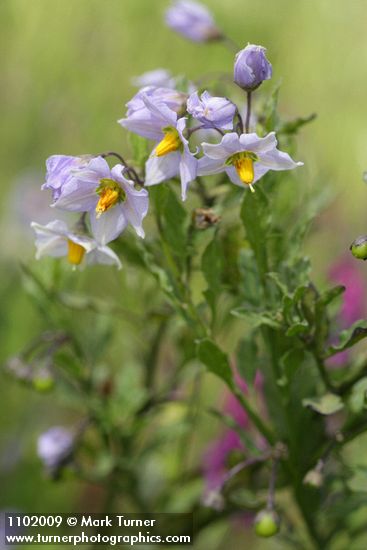 Solanum umbelliferum