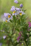 Bluewitch Nightshade blossoms & foliage